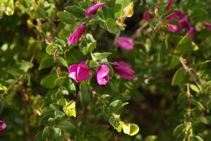 Products: Polygala ‘Petite Butterfly’