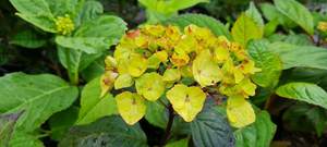 Products: Hydrangea ‘Preziosa’