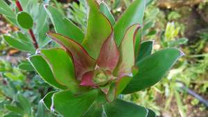 Products: Leucadendron ‘Waterlily’