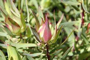 Products: Leucadendron ‘Cream Delight’