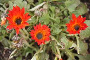 Products: Arctotis ‘Orange’