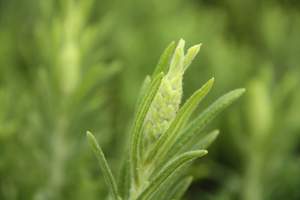 Products: Lavender ‘Viridis’