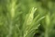 Lavender ‘Viridis’
