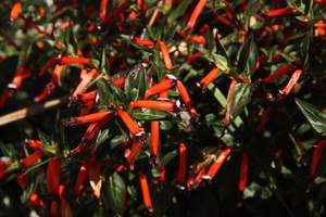 Products: Cuphea ignea ‘Coan Scarlet’