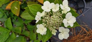 Products: Hydrangea paniculata ‘Tardiva’
