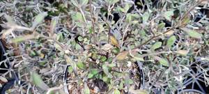 Products: Corokia ‘Phantom’