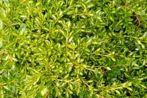 Products: Coprosma ‘Kiwi Gold’