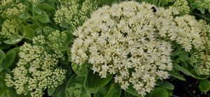 Products: Sedum ‘Stardust’