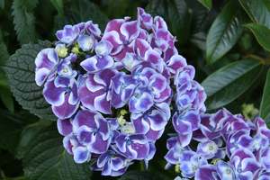 Products: Hydrangea macrophylla ‘Sensation’