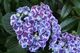 Hydrangea macrophylla ‘Sensation’