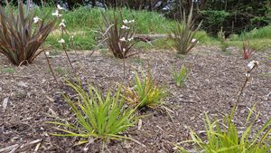 Products: Libertia formosa
