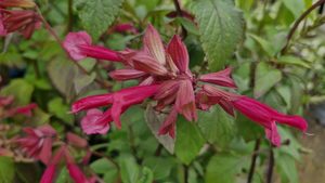 Products: Salvia ‘Wendy’s Wish’