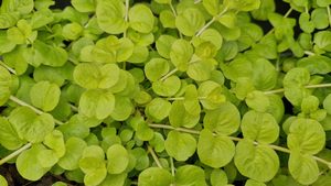 Products: Lysimachia Nummularia ‘Aurea’