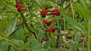 Products: Cuphea llavea ‘Tiny Mice’