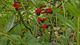 Cuphea llavea ‘Tiny Mice’