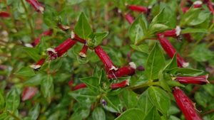 Products: Cuphea hyssopifolia ‘Cubano’
