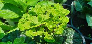 Products: Hydrangea macrophylla ‘Coral’
