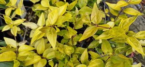 Products: Abelia ‘Francis Mason’
