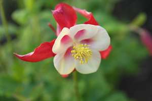 Products: Aquilegia ‘Origami Red/White’