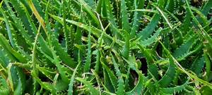 Products: Aloe ‘Spinosissima’