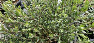 Products: Arenaria ‘Avalanche’