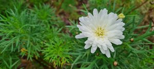 Products: Argyranthemum ‘Double White’