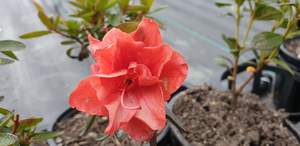 Products: Azalea ‘Dr van Slyieken’