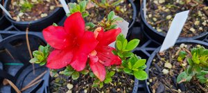 Products: Azalea ‘Glazzers Red’