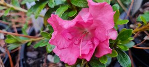 Products: Azalea ‘Gumpo Salmon’