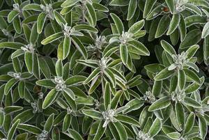 Products: Brachyglottis ‘Otari Cloud’