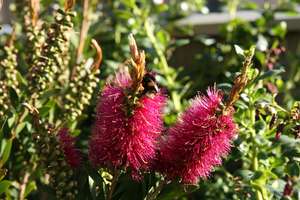 Callistemon ‘John Mashlan’
