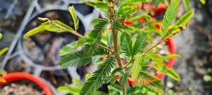 Products: Calliandra Blushin Pixie