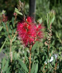 Callistemon ‘Western Glory’