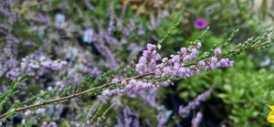 Products: Calluna ‘Jimmy Dyce’