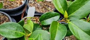 Products: Camellia ‘Midnight’