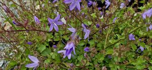 Products: Campanula ‘Blue Waterfall’