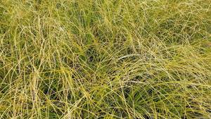 Products: Carex testacea