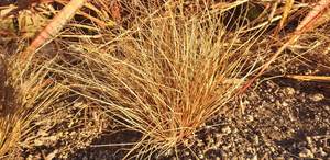 Products: Carex comans ‘Red’