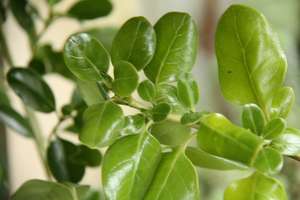 Products: Coprosma repens ‘Poor Knights’