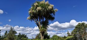 Products: Cordyline australis