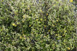 Products: Corokia ‘Emerald and Jade’