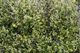 Corokia ‘Emerald and Jade’