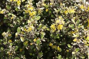 Products: Corokia ‘Bronze King’