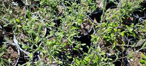 Products: Corokia ‘Leprechaun’