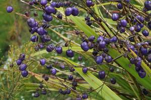 Products: Dianella nigra