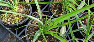 Products: Dianella ‘Baby Bliss’