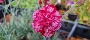 Products: Dianthus ‘Freckly Flake’