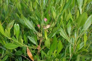 Products: Dodonaea viscosa