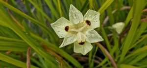 Dietes bicolor’