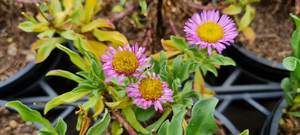 Products: Erigeron ‘Sea Breeze’
